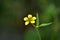 A beautiful little yellow flower meadow, tall buttercup on a dark background