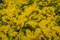 Beautiful little yellow flowers blooming useful for flower arrangements