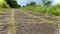 Beautiful live camera POV of lizard or cat walking along the pathway in the green in countryside at tropical paradise