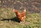 A beautiful live chicken in a picturesque village yard. Agriculture concept