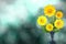 Beautiful live coreopsis bouquet bouquet in ceramic vase with blank place for your text on left on natural leaves and sky blurred