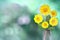 Beautiful live coreopsis bouquet bouquet in glass vase with blank place for your text on left on natural leaves and sky blurred