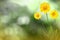 Beautiful live coreopsis with empty on left on natural leaves and sky blurred bokeh background. Floral spring or summer flowers co