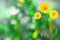 Beautiful live coreopsis with empty on left on tree leaves blurred bokeh background. Floral spring or summer flowers concept.