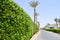 Beautiful live fence of green bushes, plants with leaves in a tropical resort with palm trees and a white building with a roof of