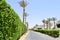 A beautiful live fence of green bushes, plants with leaves in a tropical resort with palm trees and a white building with a roof o