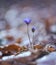 Beautiful liverworts flowers