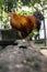 Beautiful livestock chicken rooster fowl standing and parading its beautiful feathers