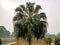 Beautiful livistona chinensis plants image india