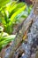 A beautiful lizard agama sits on a snag