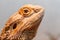 Beautiful Lizard Bearded Agama, Pogona vitticeps