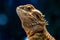 Beautiful Lizard Bearded Agama, Pogona vitticeps