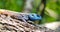 Beautiful lizard iguana on tree trunk