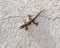 Beautiful Lizard Lepidodactylus lugubris, the mourning gecko at a wall, Garraf, Catalonia, Spain