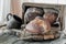 Beautiful loaves of wheat leaven bread with an assortment of grains and seeds on a plate on the edge of the canvas