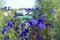 Beautiful lobelia with delicate blue flowers on blurred background