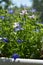 Beautiful lobelia flowers grow in container. Fresh sunny summer day.