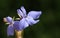 Beautiful Lobelia flowers growing in a garden in the UK.