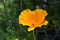 Beautiful Lone California Poppy Flower Blossom