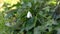 Beautiful lone snowdrop sways in the wind among green leaves and grass, shade of trees covers it in forest or city park