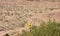 Beautiful Lone Sunflower by the Rugged Badlands