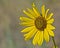 Beautiful Lone Sunflower With White Background