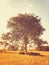 A beautiful lone tree on a countryside