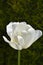 Beautiful Lone White Tulip Flower Blossom Blooming
