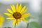 Beautiful Lone Wild Sunflower With White Background