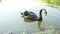 Beautiful lonely black swan swims in the lake, eats in the water, wildlife concept