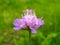 Beautiful lonely bright lilac purple pink field meadow flower