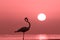 A beautiful lonely flamingo stands in a lagoon against a background of sunset and bright big sun