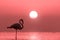 A beautiful lonely flamingo stands in a lagoon against a background of sunset and bright big sun