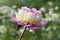 Beautiful lonely light  pink  - pale yellow terry pion flower