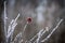 Beautiful lonely red leaf covered with hoarfrost. Frost. Winter. Gray bushes are covered with hoarfrost.