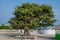 Beautiful lonely tree at the street at Landhoo island at Noonu atoll