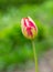 Beautiful lonely tulip