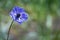 Beautiful lonely violet anemone flower with copy space