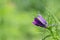 Beautiful lonely violet buttercup flower with green long figured leaves