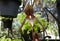 Beautiful long bearded Paphiopedilum hybrid orchid