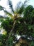Beautiful long coconut tree with coconuts and green feathers like leaves.