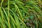 Beautiful long green grass with dewdrops outdoors on a summer day. Closeup lush plants or grasslands with water drops