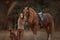 Beautiful long-haired blonde young woman in English style with red draft horse, Irish setter dog