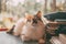 Beautiful long haired cat portrait near a pile of books. Tricolor cat portrait.