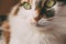 Beautiful long haired cat portrait with selective focus. Close up view of lovely tricolor cat.