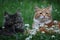 Beautiful long haired ginger and tabby cats