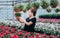 Beautiful long-haired girl in a greenhouse with flowers petunias in spring