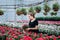 Beautiful long-haired girl in a greenhouse with flowers petunias in spring