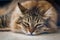 Beautiful long-haired Maine Coon cat laying on carpet