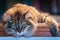 Beautiful long-haired Maine Coon cat on a wooden table